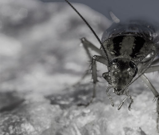 DESINSECTACIÓN EN HUELVA