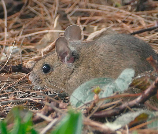DESRATIZACIÓN EN HUELVA